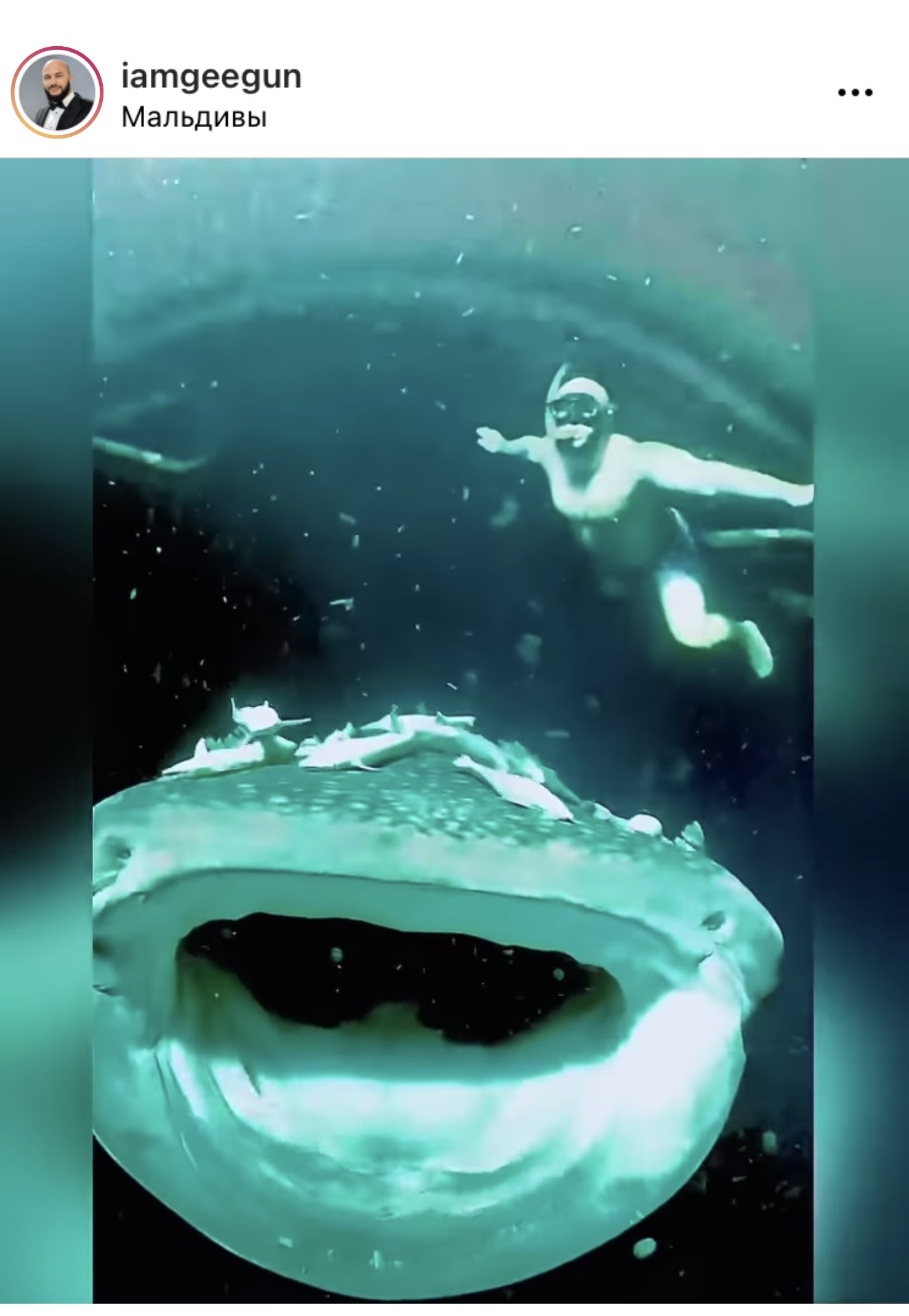 Джиган и Оксана Самойлова поплавали с 8-ми метровой китовой акулой 